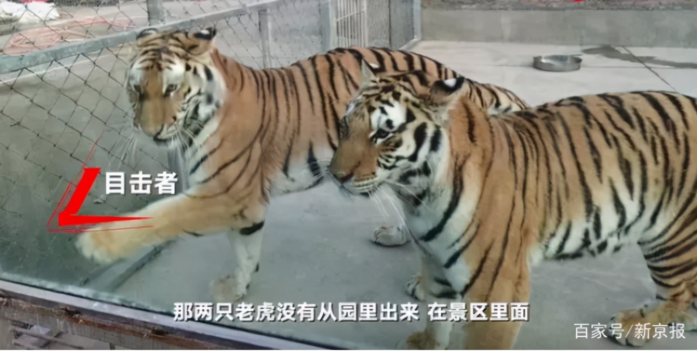 两只老虎咬死饲养员，被警方击毙【三分钟法治新闻全知道】