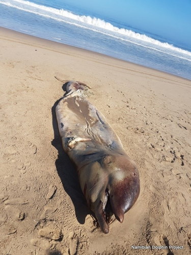 海滩惊现4米长神秘海兽尸体，网络推理大赛又开始了
