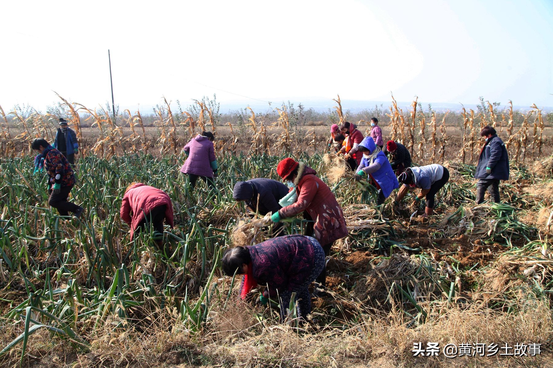 葱白图片（带须的葱白图片）-第2张图片-昕阳网