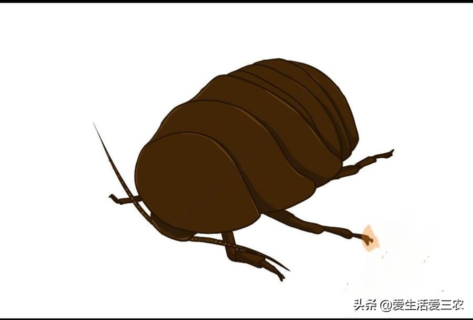 黃粉蟲收購,黃粉蟲收購商的聯系方式