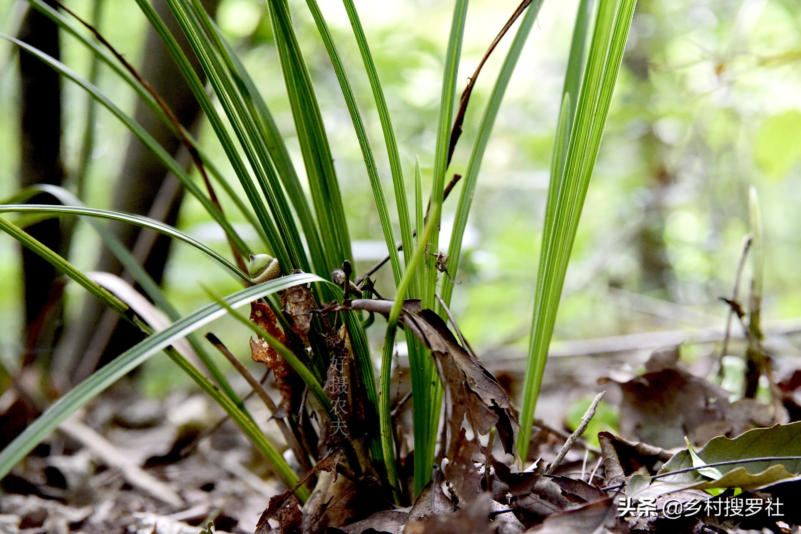 野生金边兰草值多少钱(遇到这样的野生兰花艺草) - 价格百科