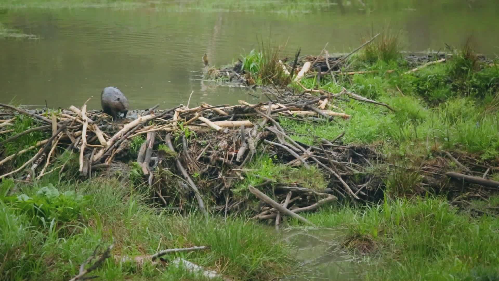 "基建狂魔"河狸,为什么经常被自己咬断的大树砸死?