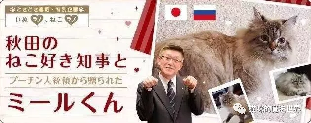 猫咪品种大盘点13:西伯利亚森林猫