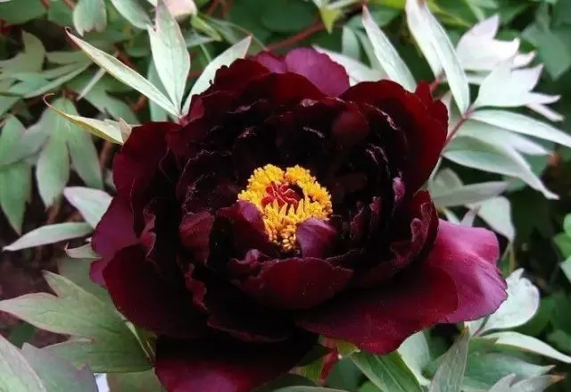 100种名贵牡丹鉴赏 绘画好素材（报花名）