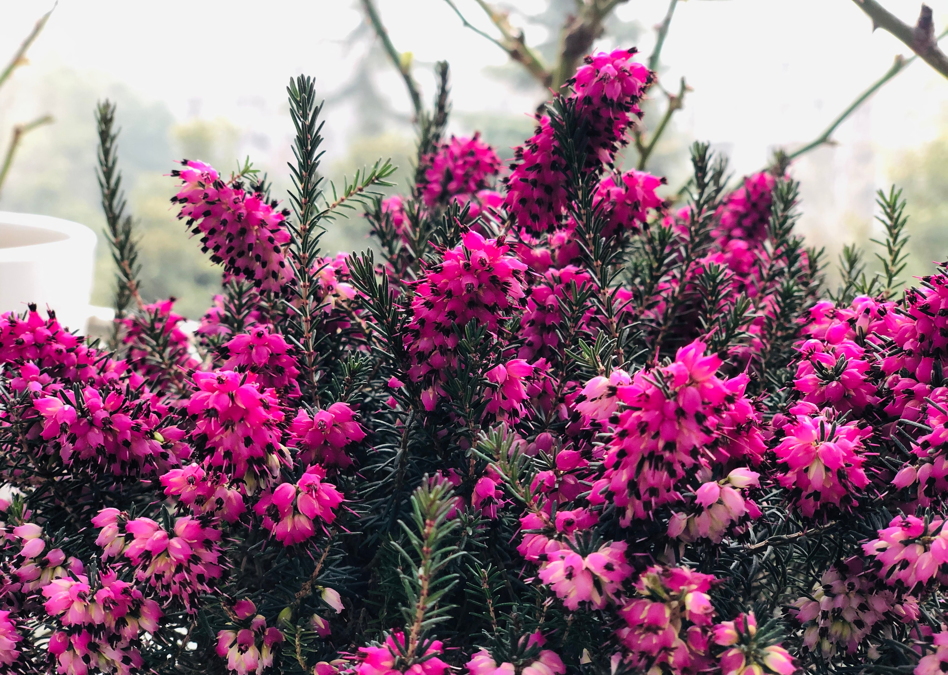 适合东北室外种植的花卉（一种很耐寒的花的介绍）