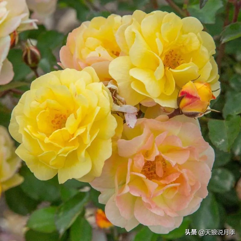 2020世界新品月季大赏，一起来看看都有哪些值得期待的新品种