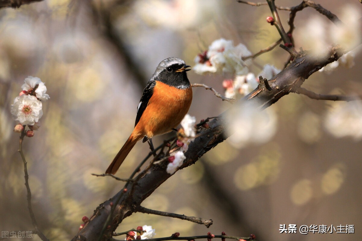 古诗春晓全文带拼音注解(古诗春晓原文注释译文赏析)