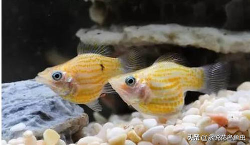 什么观赏鱼好看又好养？盘点好养的鱼排行
