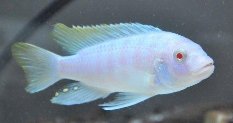 白玉凤凰鱼怎么养详细介绍「干货」 -骁龙网