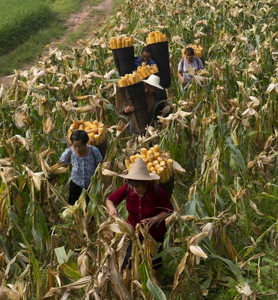 秋天是记忆里的搬玉米,收水稻,晒稻谷