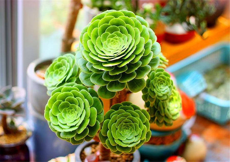 多肉玉龙观音,自带香气爱爆头,粗放式养护长得壮,适合新手