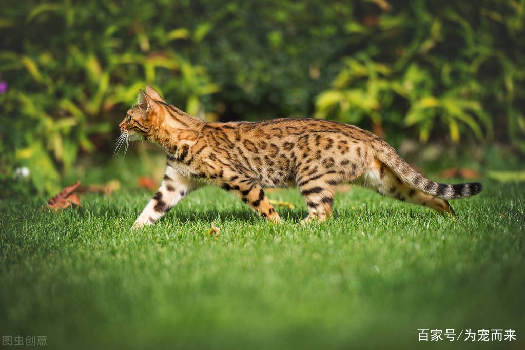 00后眼中的猫咪，是什么样的呢？