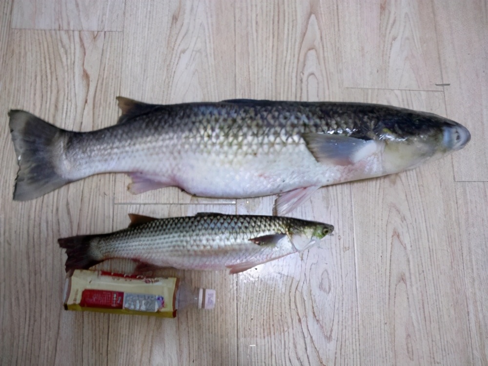 乌鱼是什么鱼(注意这四个要点钓乌鱼都不是事)