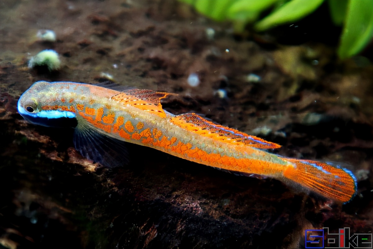 適合微缸飼養的十大美麗微型淡水觀賞魚)