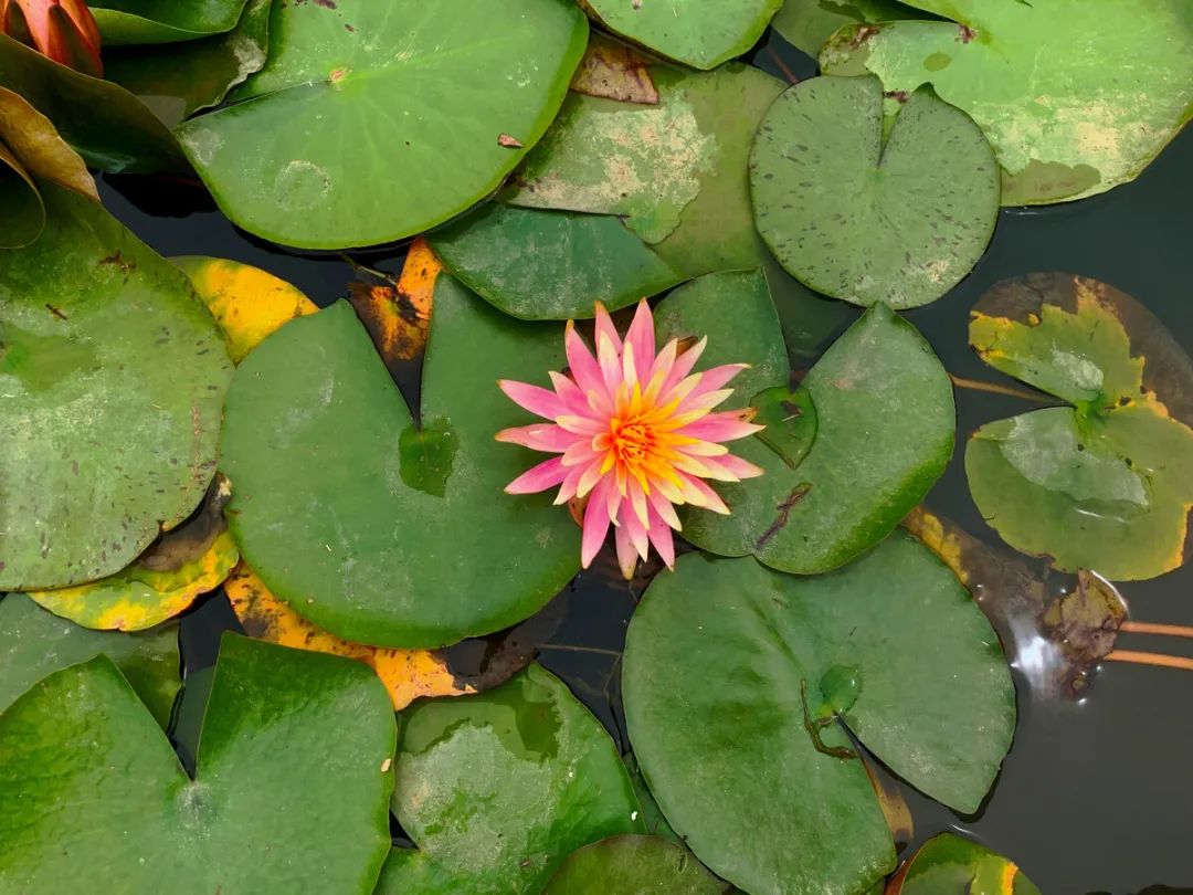 浮水植物養護管理