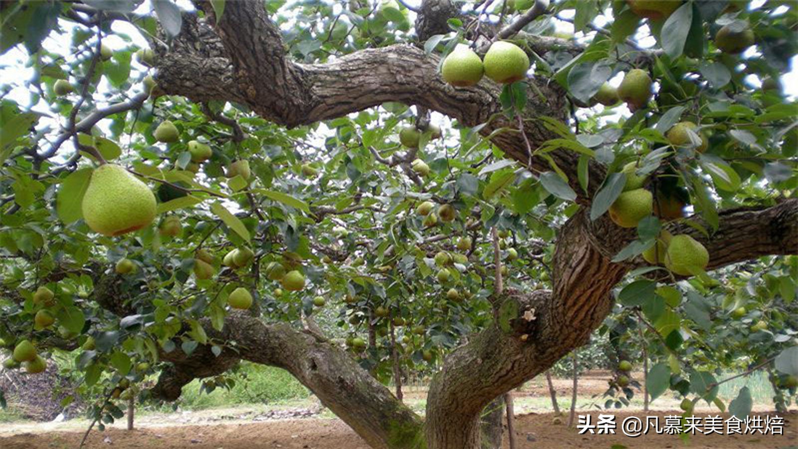 苹果梨图片（盘点全国最好吃的50种梨快收藏）