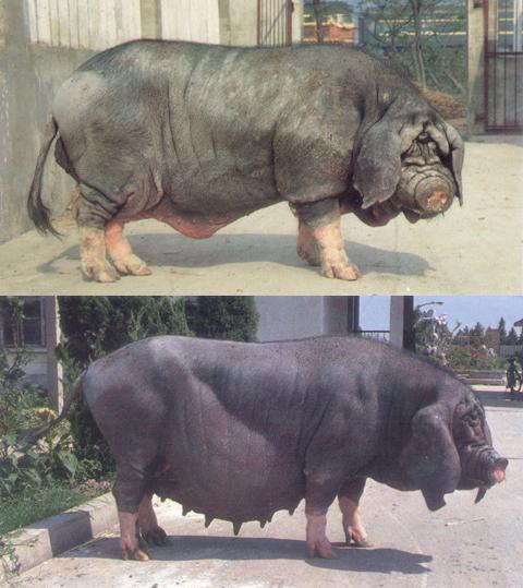 聋猪图片大全(那些活在我们记忆中的大黑猪) - 赤虎壹号