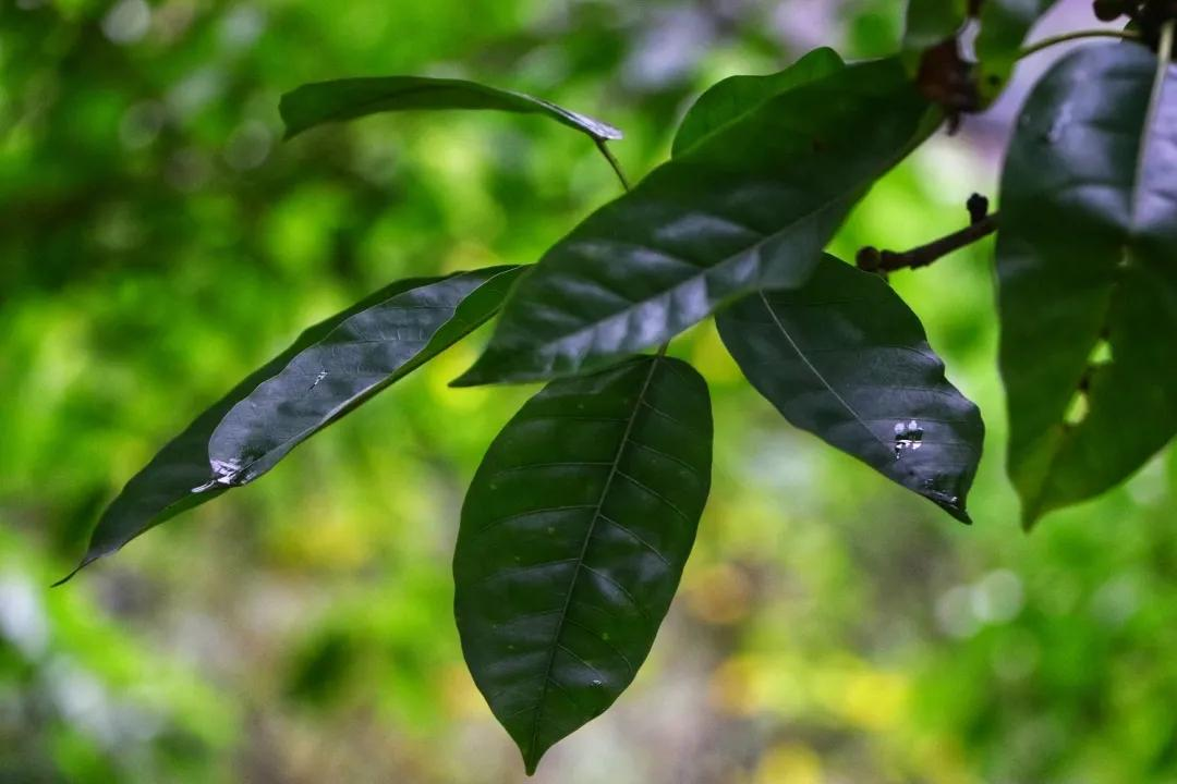 枯藤老树发新芽，落叶化泥更护花