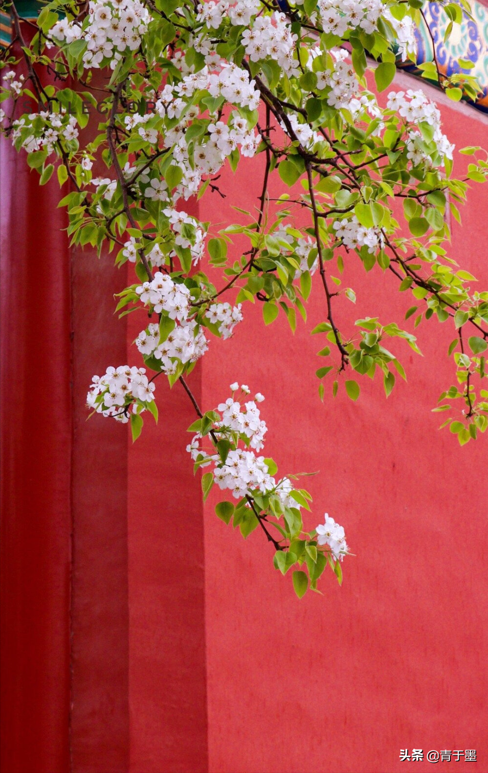 古诗词里的梨花，在清明前后含泪绽放