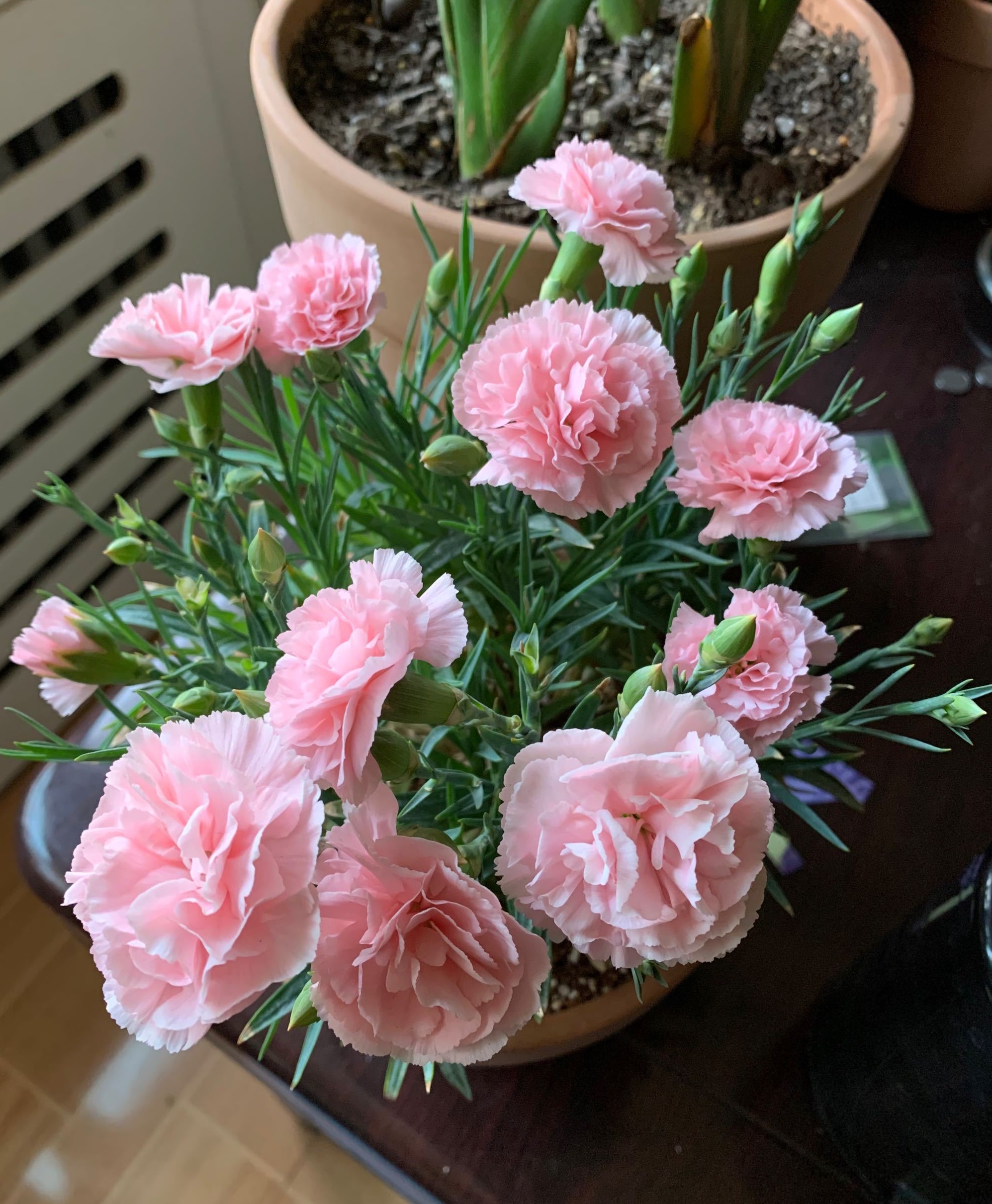 康乃馨的花语是什么(康乃馨的花语是什么意思)