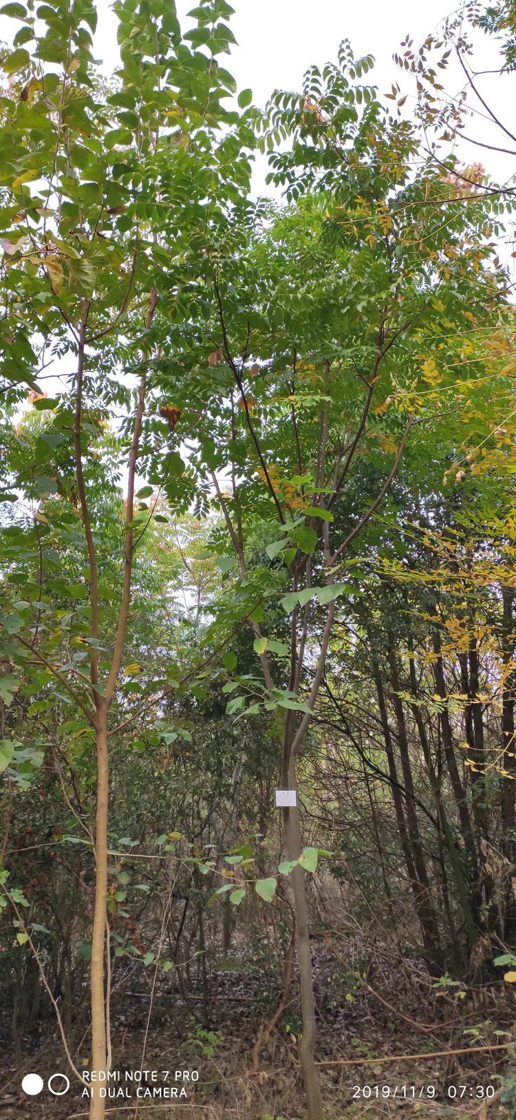 陪你一起看湖北省广水一中①——走进植物王国