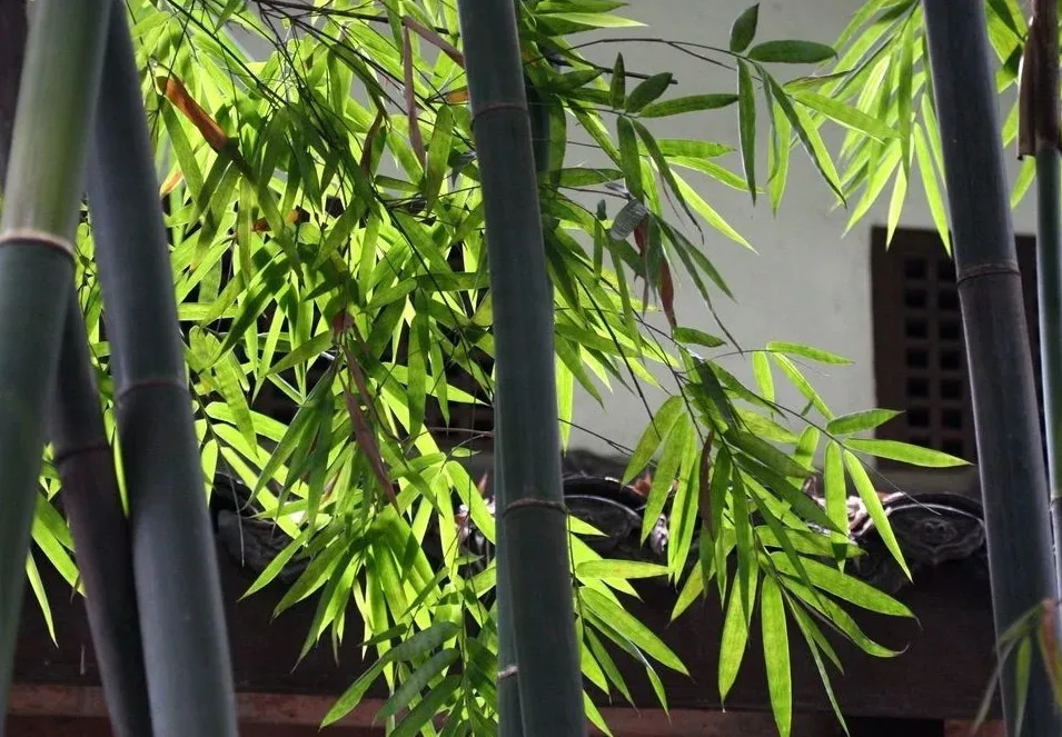 诗词 | 风也萧萧，雨也萧萧，诗词里多萧萧