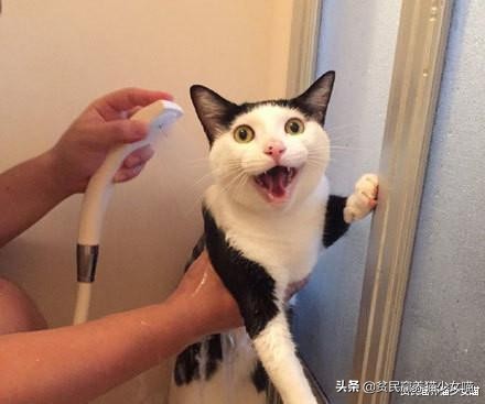 辟谣：所有猫都怕水？不是哦，养这些猫，你可能需要游泳池