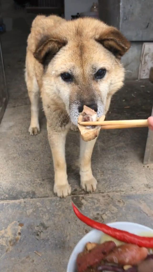 中华田园犬幼犬价格不是我穷