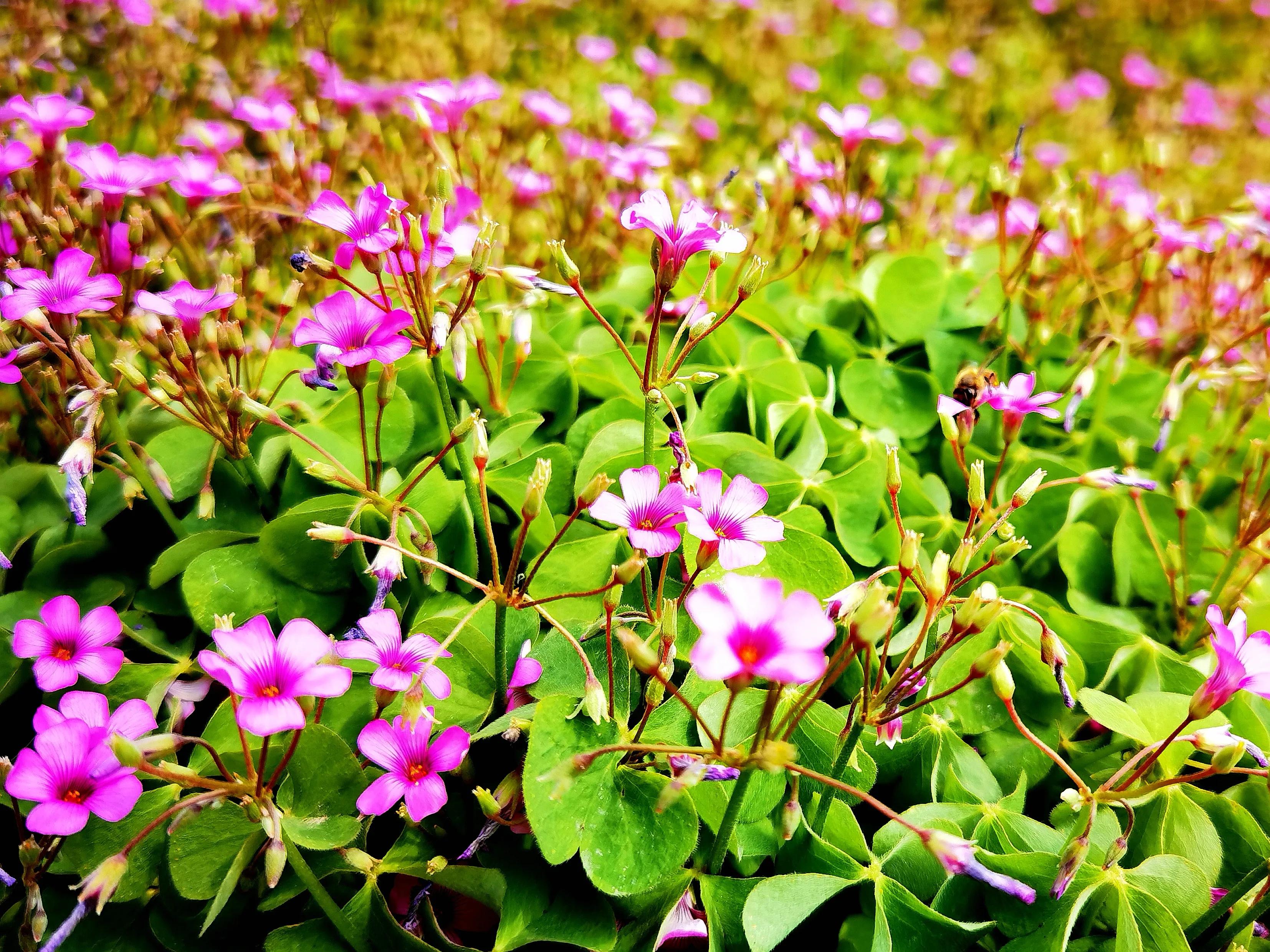 酢浆草的功效与作用(酢浆草的功效与作用及食用方法)