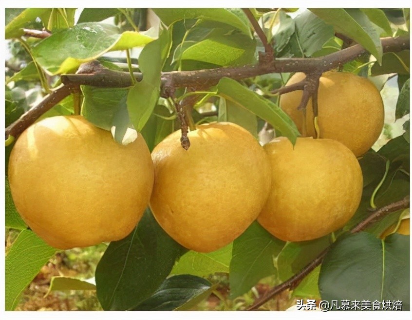 苹果梨图片（盘点全国最好吃的50种梨快收藏）