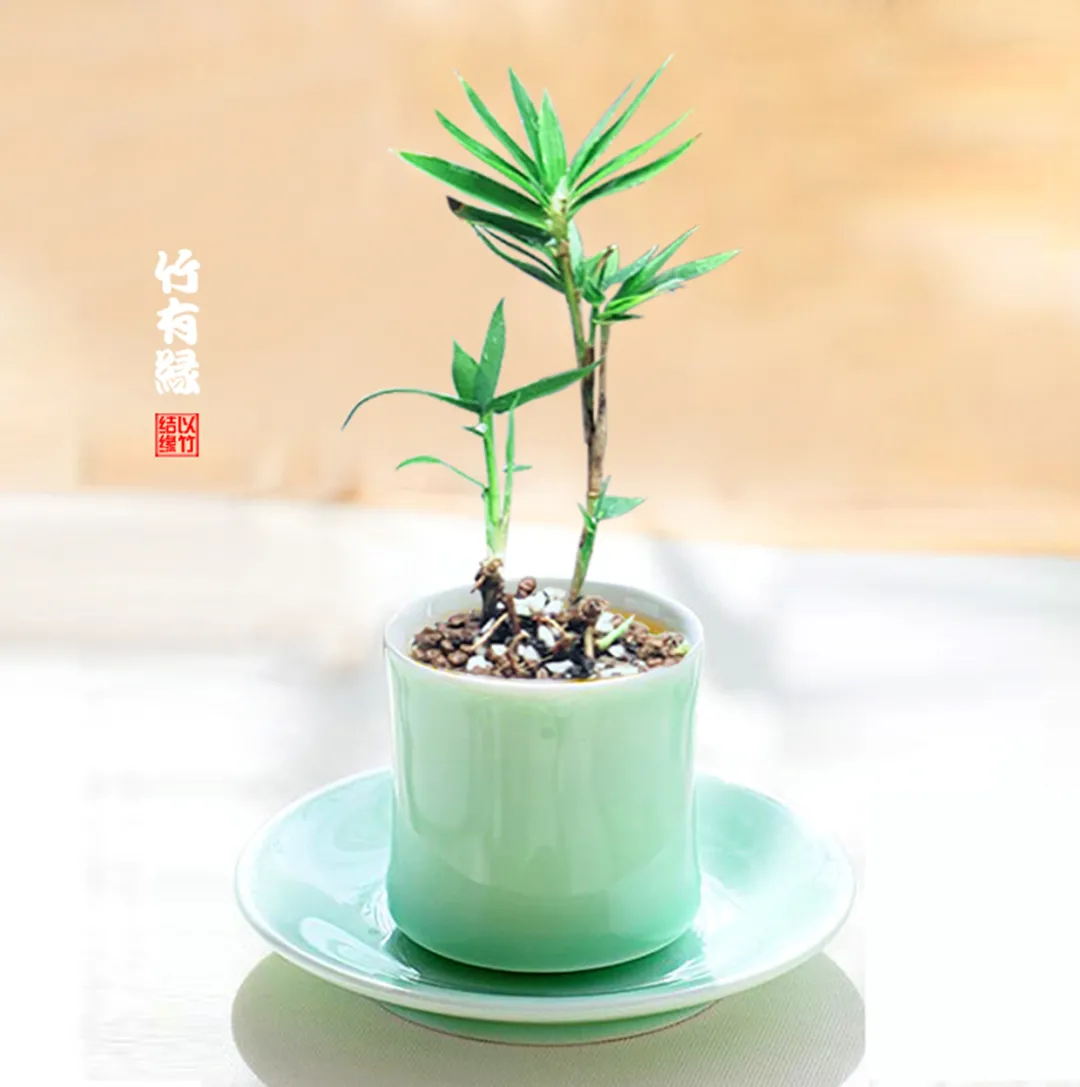 怎样才能养好盆栽小竹子呢?