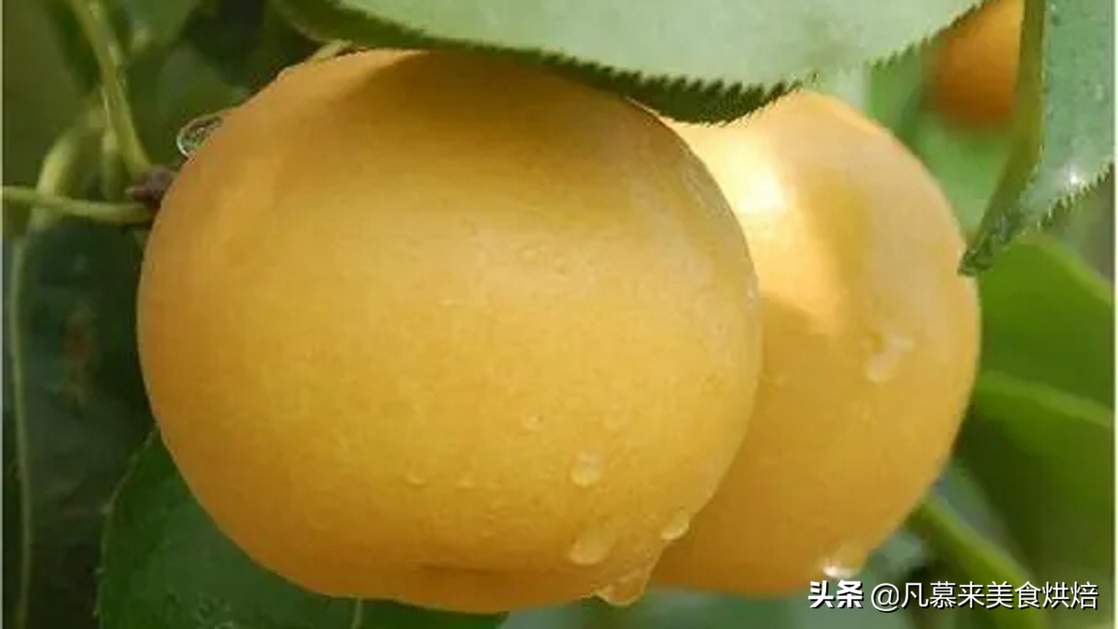 苹果梨图片（盘点全国最好吃的50种梨快收藏）