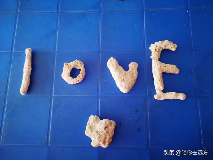 西沙~南海中的一片莲