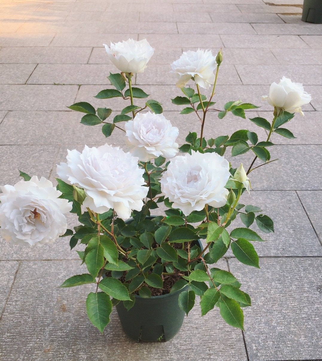 大天使月季图片(推荐一种颜值花香于一身的丰花勤花)