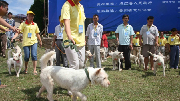 中华名犬下司犬，让你想养又不敢养的原因