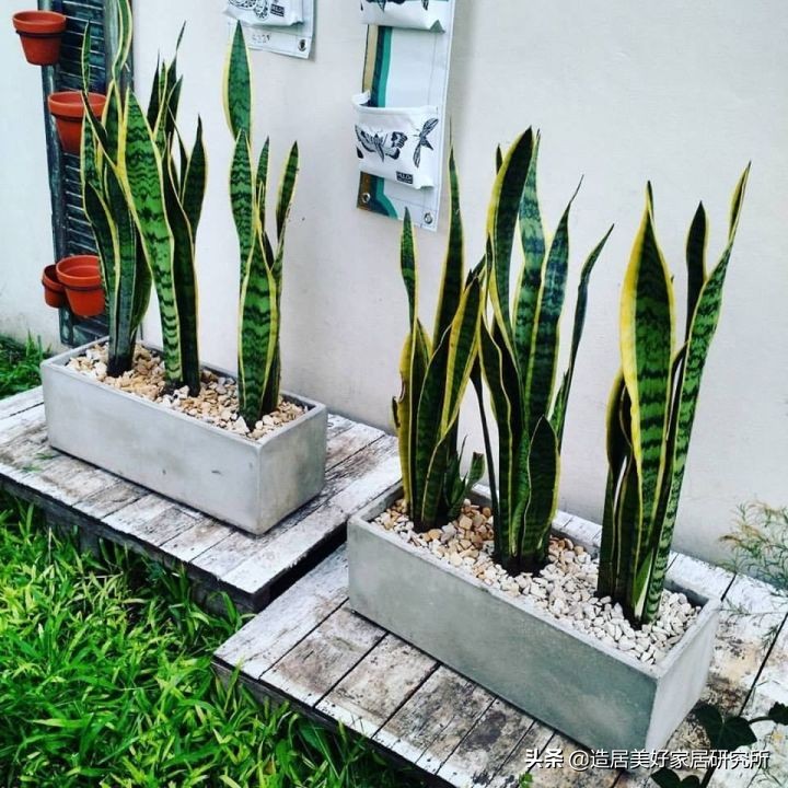 盘点家居界12大网红绿植,颜值高又好养很贴心