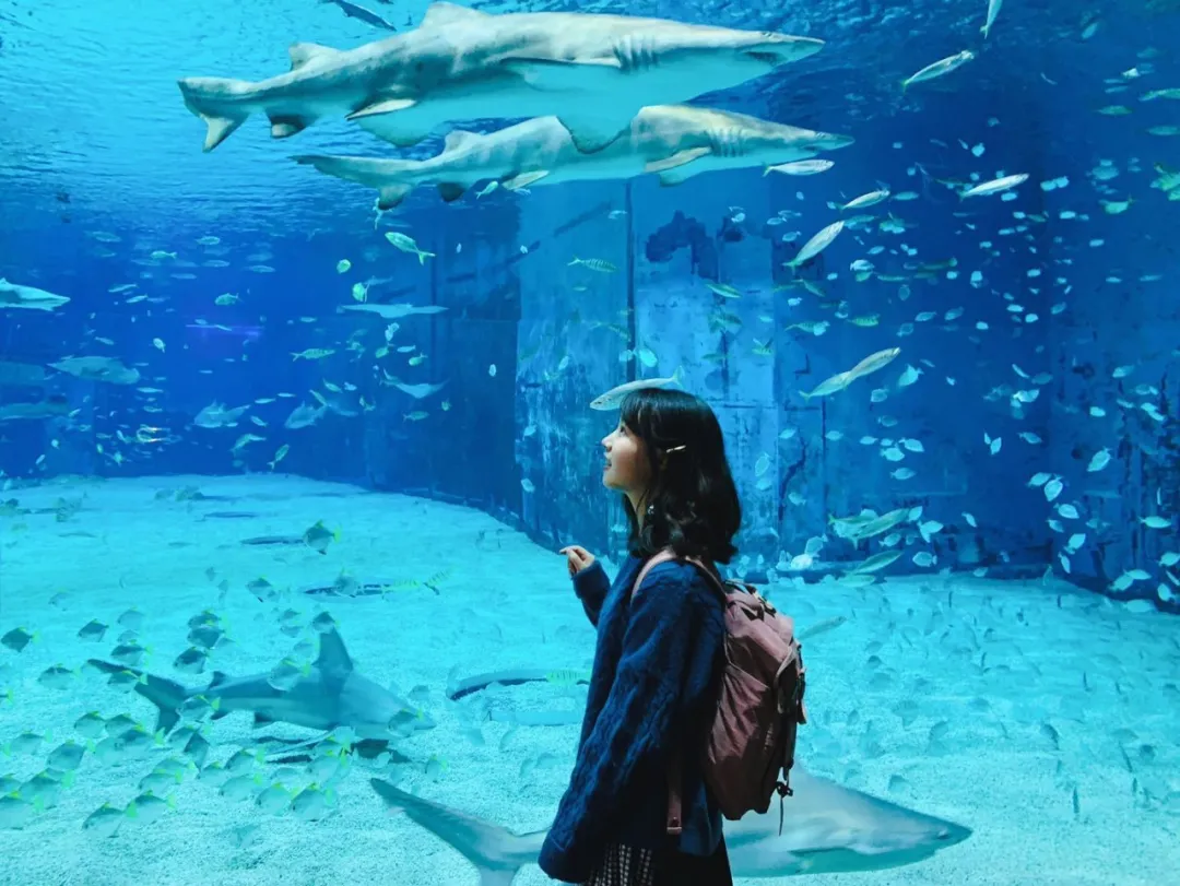 芝大、哥大、卡梅，贸大学姐谈BA、数据类专业择校与申请