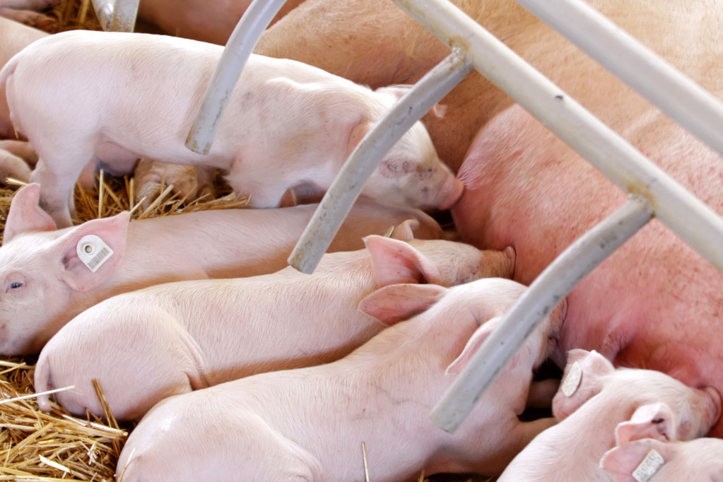 今日猪价跌破17元，仔猪价格创新高，养猪风险加大，农民小心