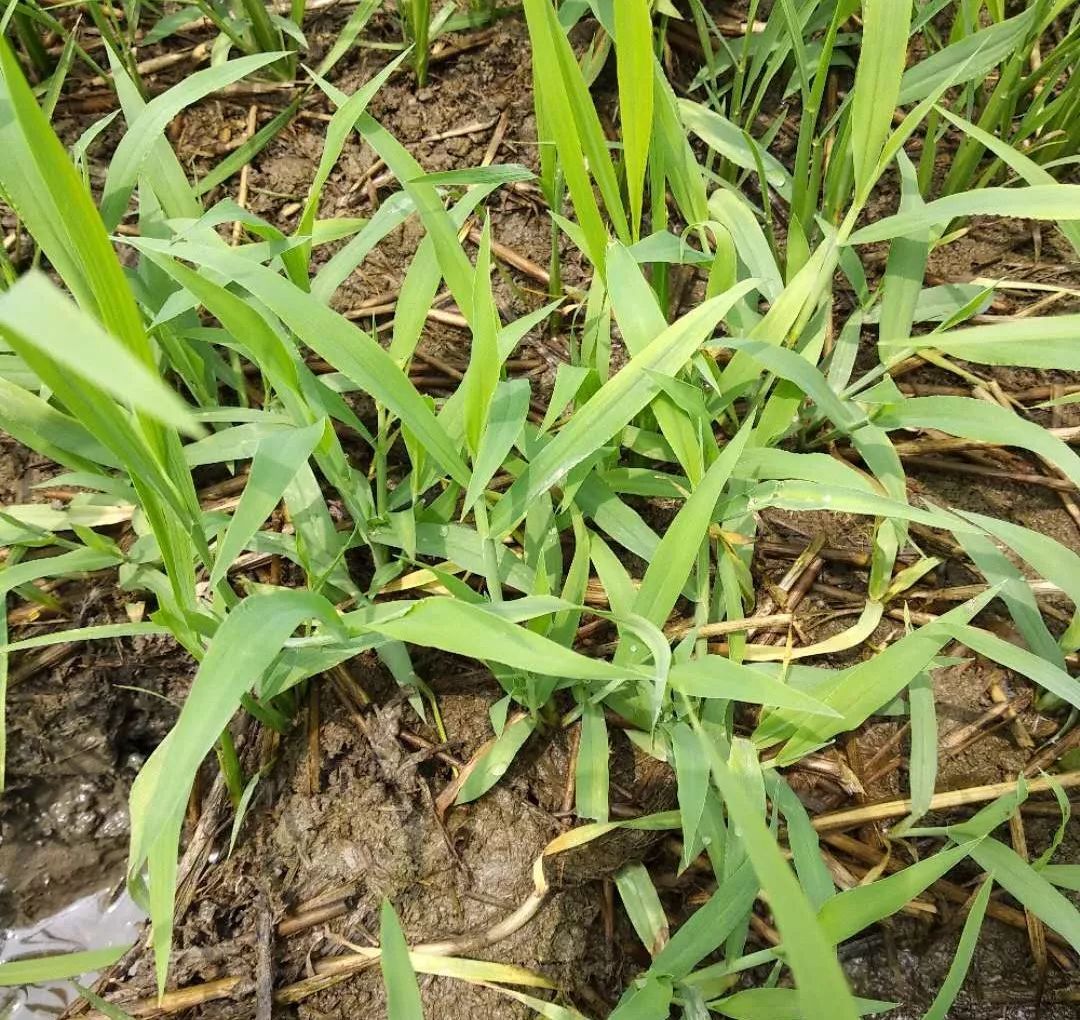 九,马唐草:外形像极了牛筋草,可能在生活中也会有很多人把这两种草