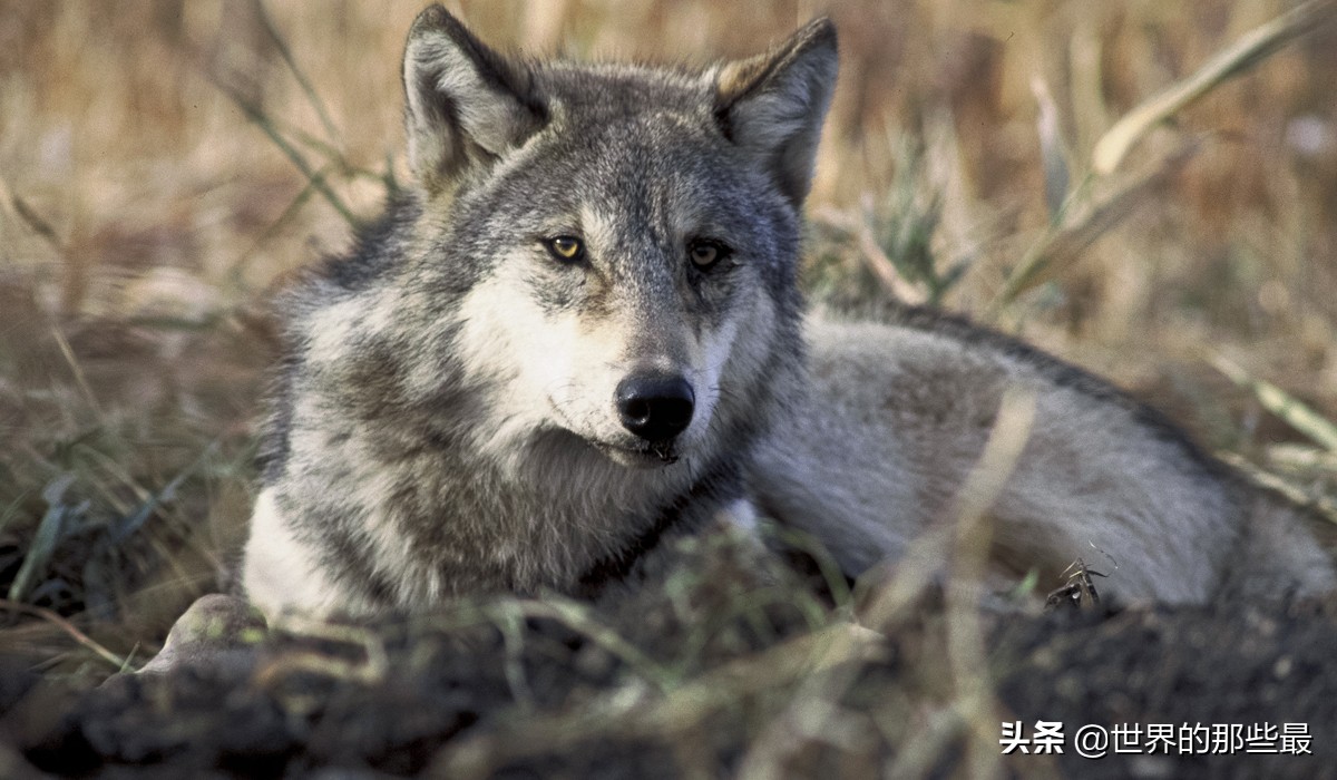 狈:最神秘的犬科动物,至今人们都不知道它的原型是什么