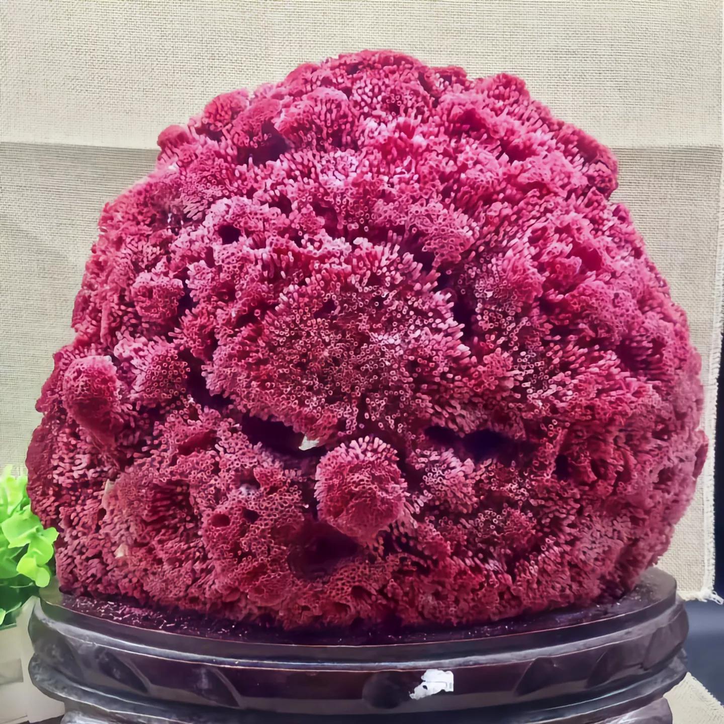 价值上百万!台湾渔民意外钓获红珊瑚,谁知竟受国家一级保护