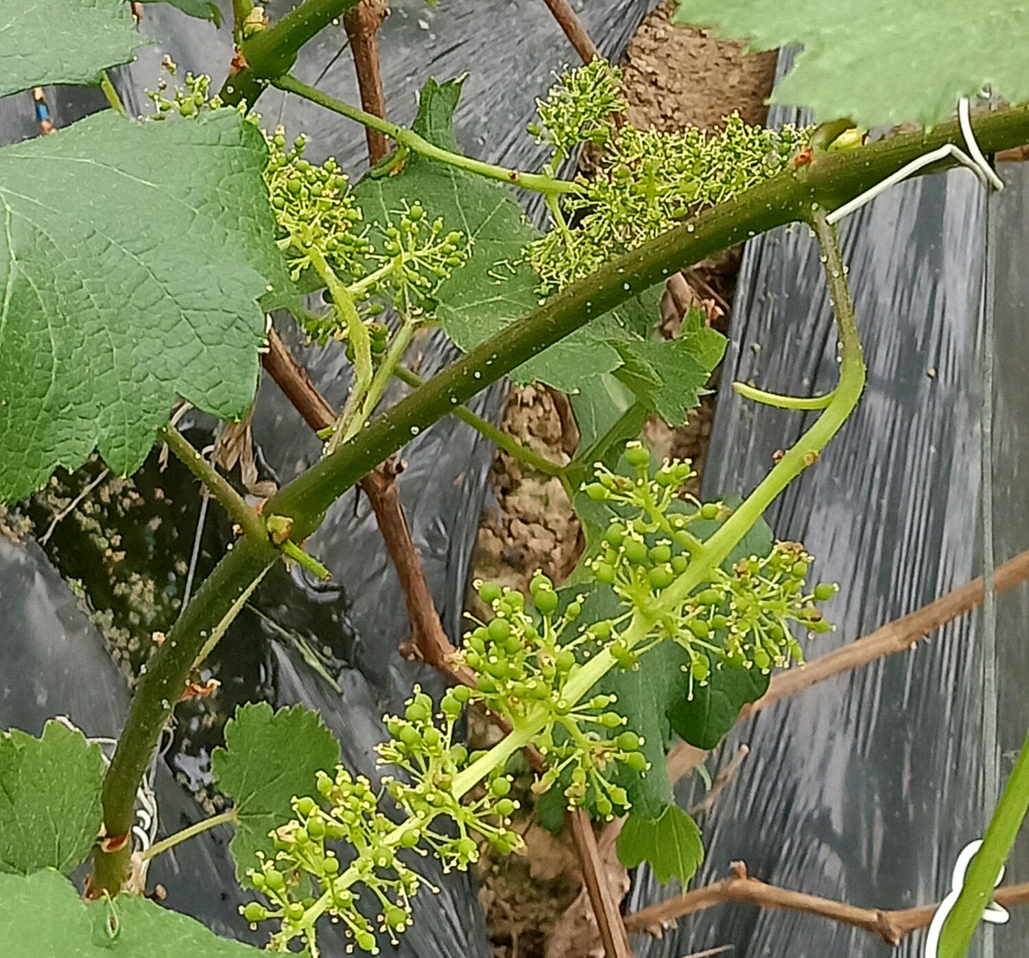 葡萄开花前打什么药保花保果（葡萄开花时用什么药才能保花保果）-第9张图片-科灵网