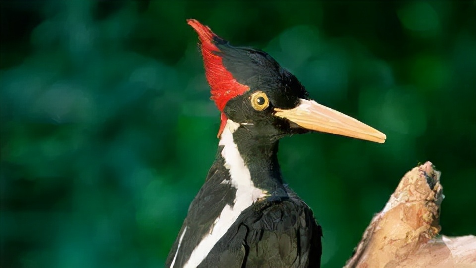 美国国内23种野生动植物灭绝，包括“神之鸟”。