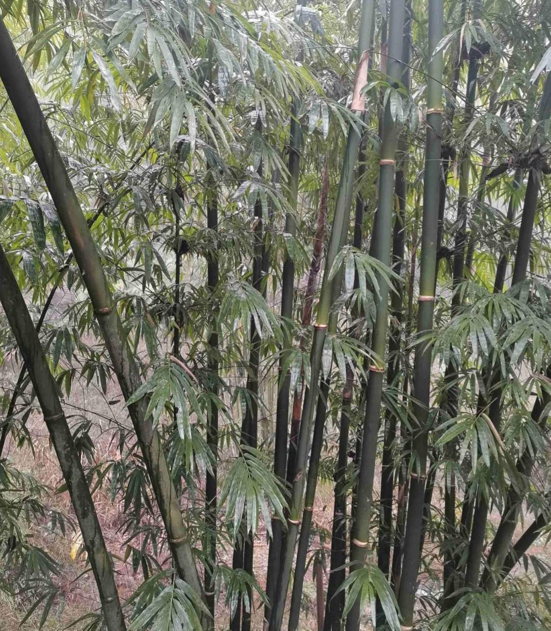 花草的图片大全（100种常见花图鉴一览表）