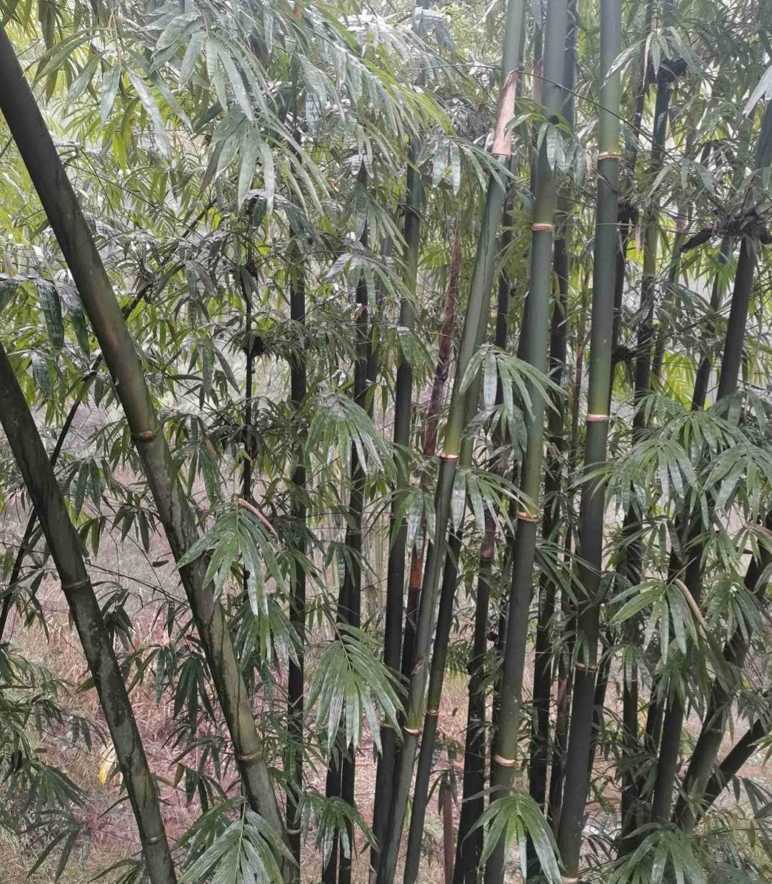 100种常见花图鉴，图文并茂非常详细，收藏起来慢慢看