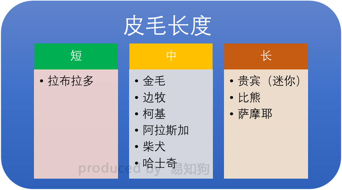 新手养狗必看：国内十大流行犬种横向对比