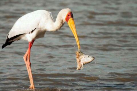 吃鱼的鸟叫什么名字(吃鱼的鸟叫什么名字拼音怎么读)-币圈之家