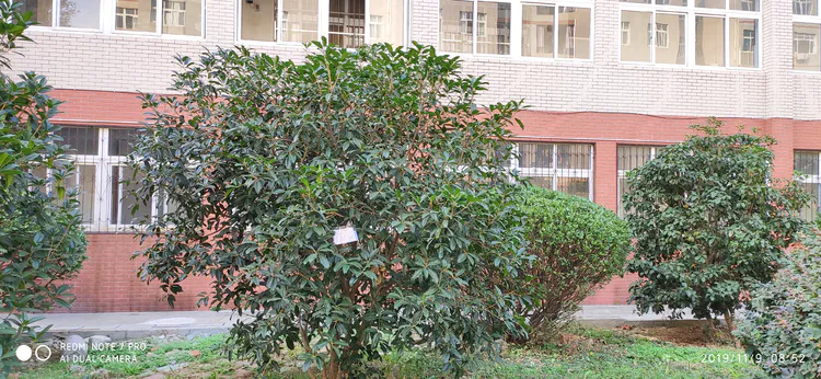 陪你一起看湖北省广水一中①——走进植物王国