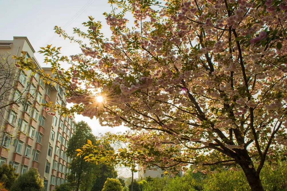 德阳这个学校真牛，虽是专科大学，却有4个专业在川本科批次招生