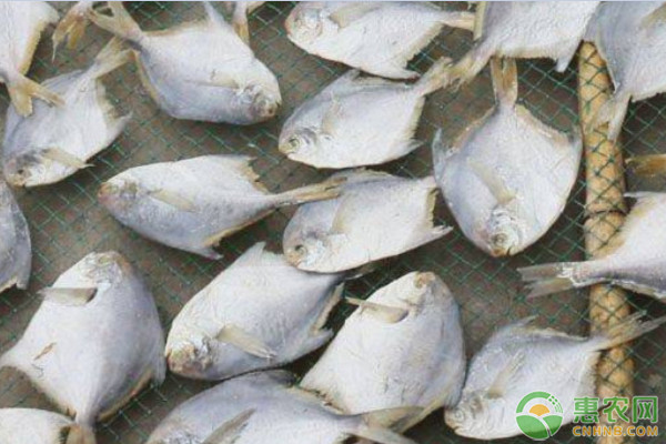 农村这种食草鱼，头小含肉量高，生长快易饲养，市场价20元一斤